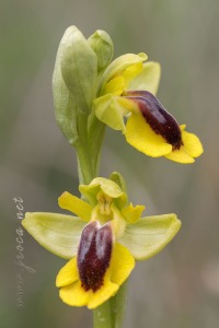 Ophrys lutea (Gouan) Cav.