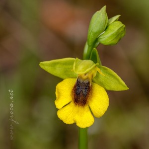 Ophrys lutea (Gouan) Cav.