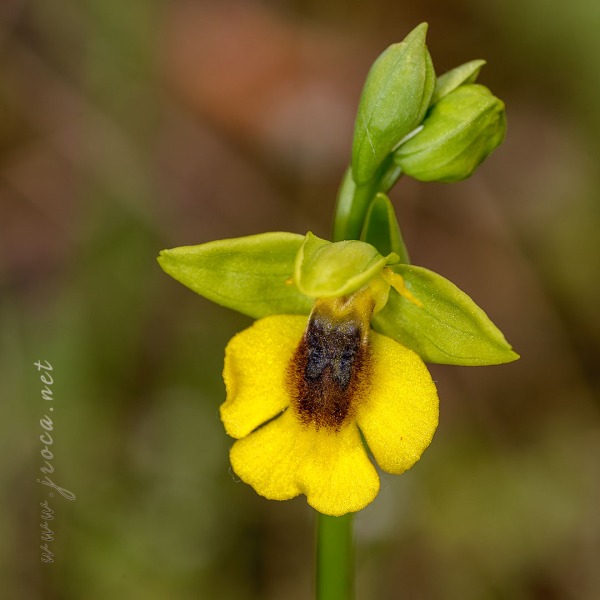 Ophrys lutea (Gouan) Cav.