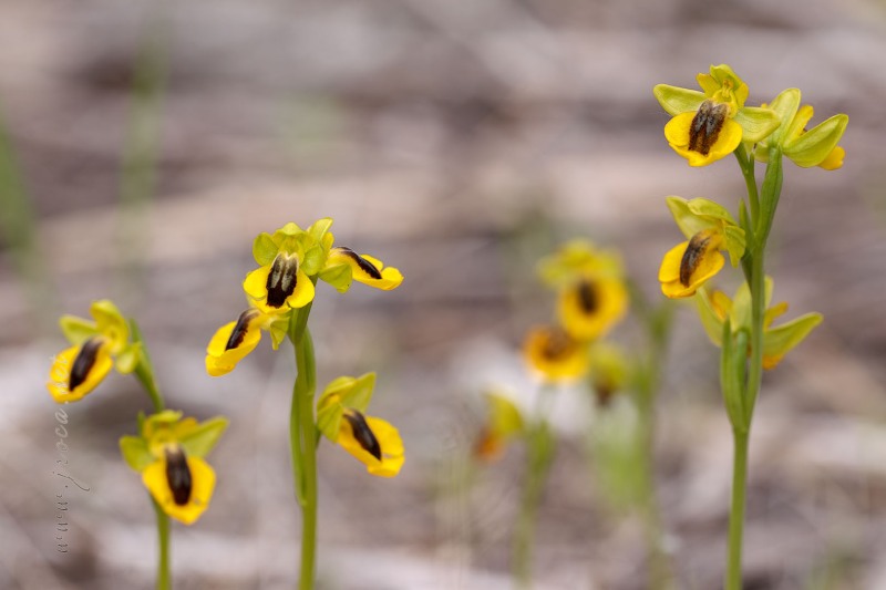 Ophrys lutea (Gouan) Cav.