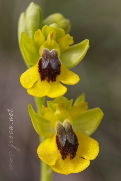 Ophrys lutea (Gouan) Cav.