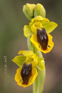 Ophrys lutea (Gouan) Cav.
