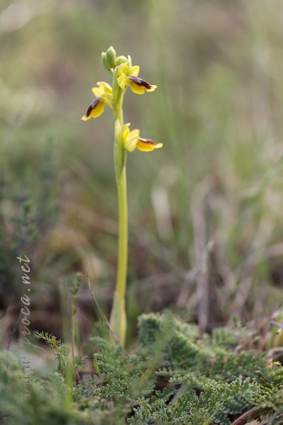 Ophrys lutea (Gouan) Cav.