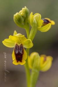 Ophrys lutea (Gouan) Cav.