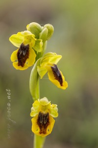 Ophrys lutea (Gouan) Cav.