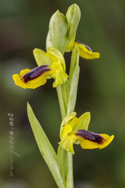 Ophrys lutea (Gouan) Cav.