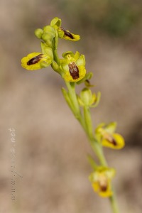 Ophrys lutea (Gouan) Cav.