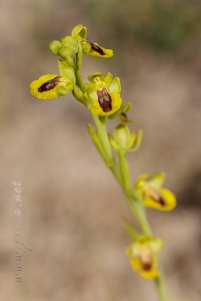 Ophrys lutea (Gouan) Cav.