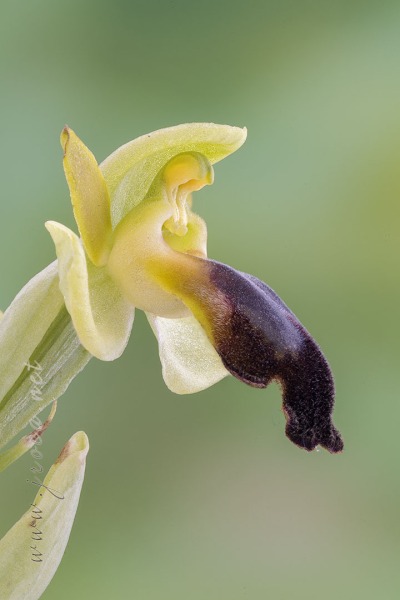 Ophrys malacitana M.R. Lowe, I. Phillips & Paulus