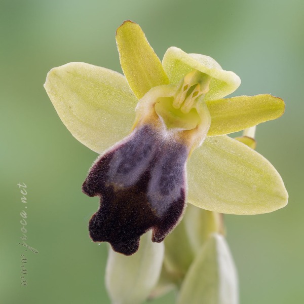Ophrys malacitana M.R. Lowe, I. Phillips & Paulus