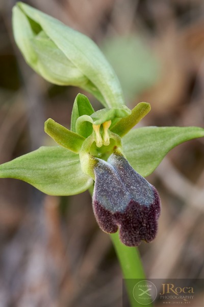 Ophrys malacitana M.R. Lowe, I. Phillips & Paulus