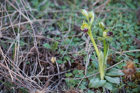 Ophrys malacitana M.R. Lowe, I. Phillips & Paulus