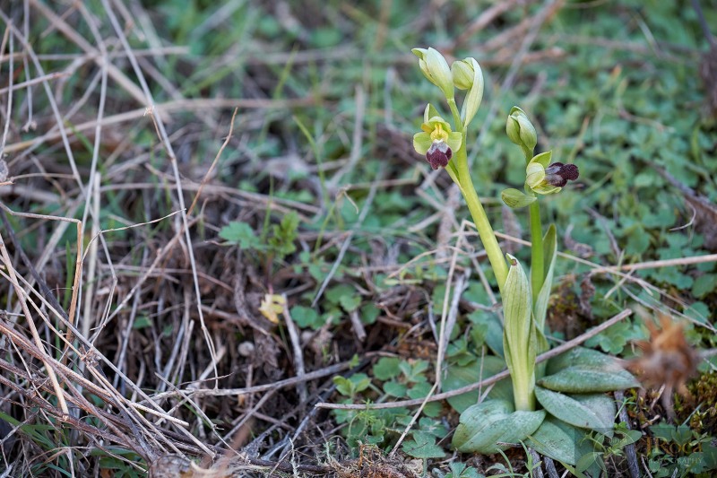 Ophrys malacitana M.R. Lowe, I. Phillips & Paulus