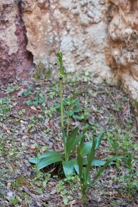 Ophrys malacitana M.R. Lowe, I. Phillips & Paulus