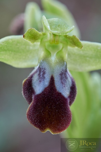 Ophrys malacitana M.R. Lowe, I. Phillips & Paulus