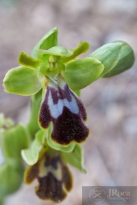 Ophrys malacitana M.R. Lowe, I. Phillips & Paulus