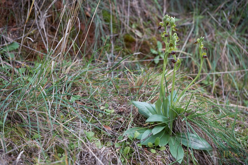 Ophrys malacitana M.R. Lowe, I. Phillips & Paulus
