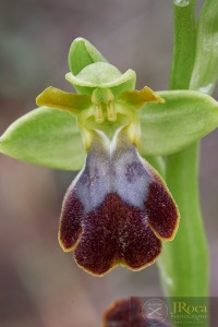 Ophrys malacitana M.R. Lowe, I. Phillips & Paulus