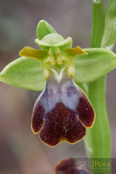 Ophrys malacitana M.R. Lowe, I. Phillips & Paulus