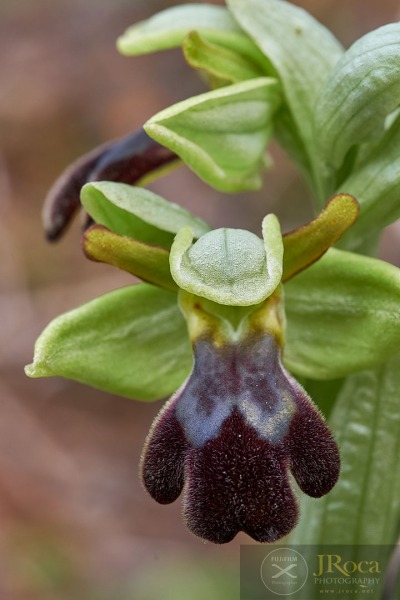 Ophrys malacitana M.R. Lowe, I. Phillips & Paulus