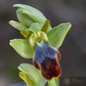 Ophrys malacitana M.R. Lowe, I. Phillips & Paulus