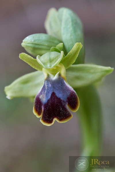 Ophrys malacitana M.R. Lowe, I. Phillips & Paulus