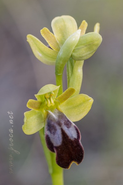 Ophrys malacitana M.R. Lowe, I. Phillips & Paulus