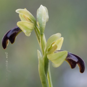 Ophrys malacitana M.R. Lowe, I. Phillips & Paulus
