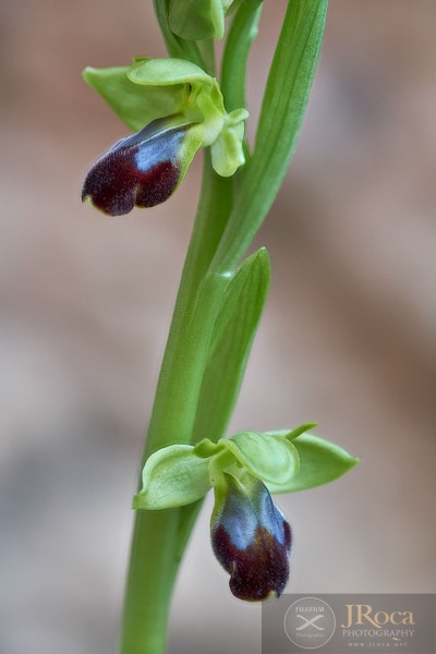 Ophrys malacitana M.R. Lowe, I. Phillips & Paulus