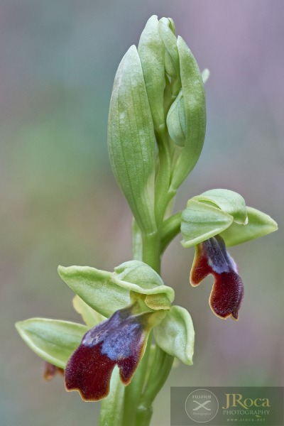 Ophrys malacitana M.R. Lowe, I. Phillips & Paulus