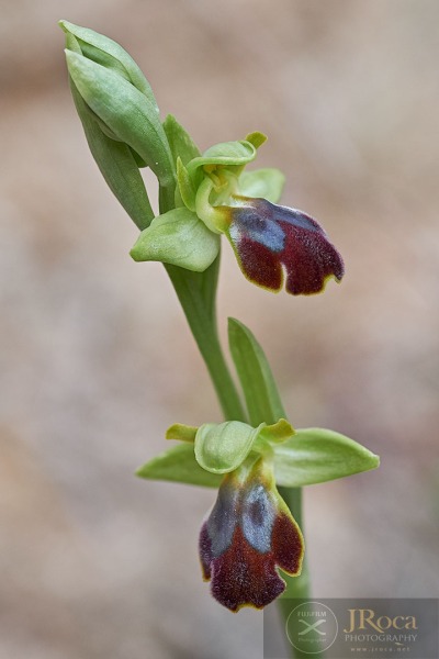 Ophrys malacitana M.R. Lowe, I. Phillips & Paulus