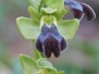 Ophrys malacitana
