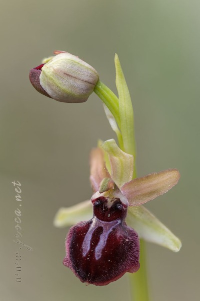 Ophrys passionis Sennen
