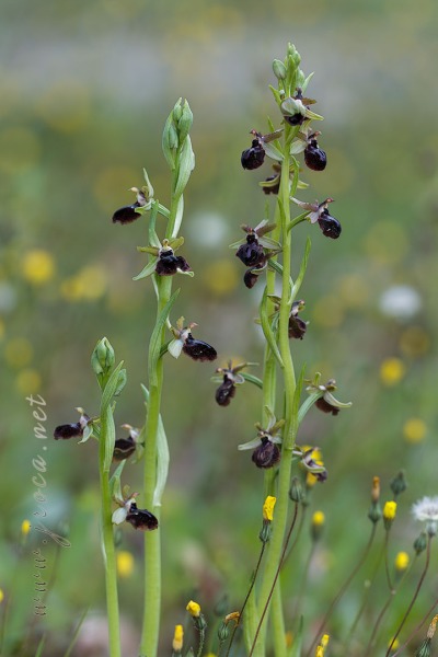 Ophrys passionis Sennen