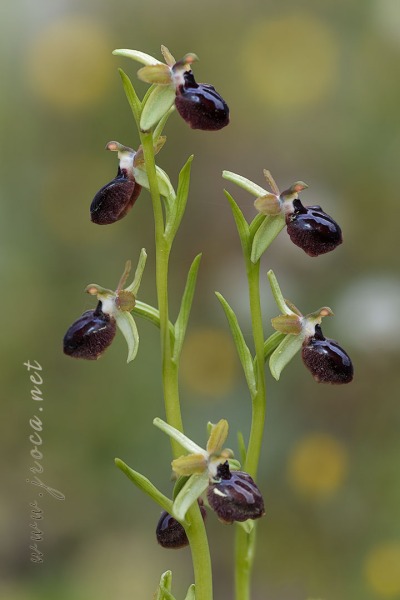 Ophrys passionis Sennen