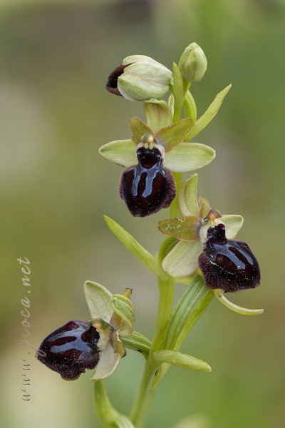 Ophrys passionis Sennen