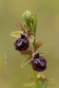 Ophrys passionis Sennen