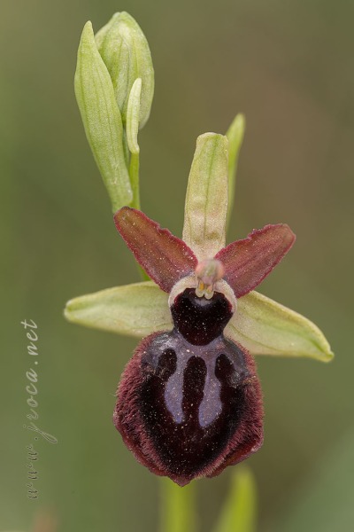 Ophrys passionis Sennen