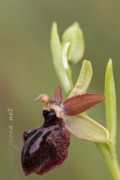Ophrys passionis Sennen