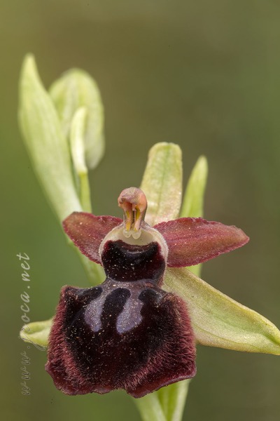 Ophrys passionis Sennen