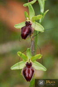 Ophrys passionis Sennen