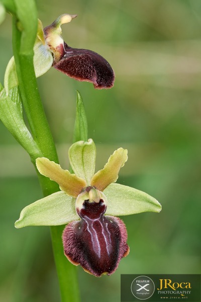 Ophrys passionis Sennen