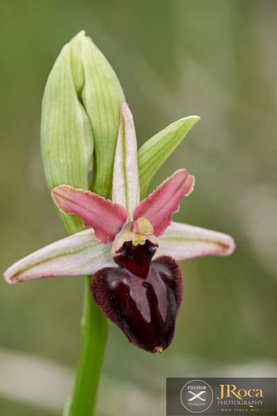 Ophrys passionis Sennen