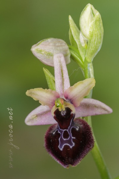 Ophrys passionis Sennen