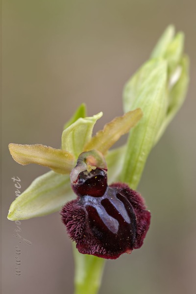 Ophrys passionis Sennen