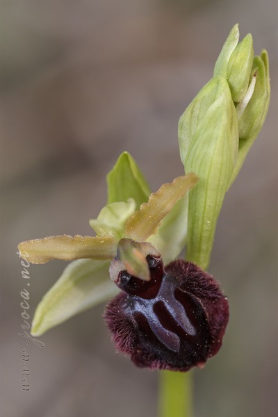 Ophrys passionis Sennen