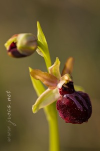Ophrys passionis Sennen