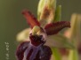 Ophrys passionis