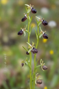 Ophrys passionis Sennen