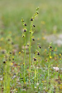 Ophrys passionis Sennen
